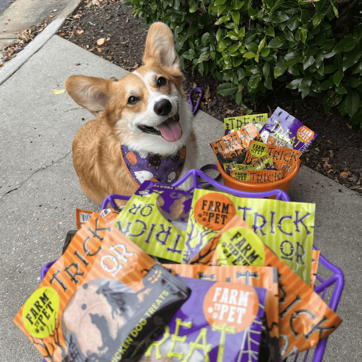 Halloween Dog Treat Snack Pack Bundle