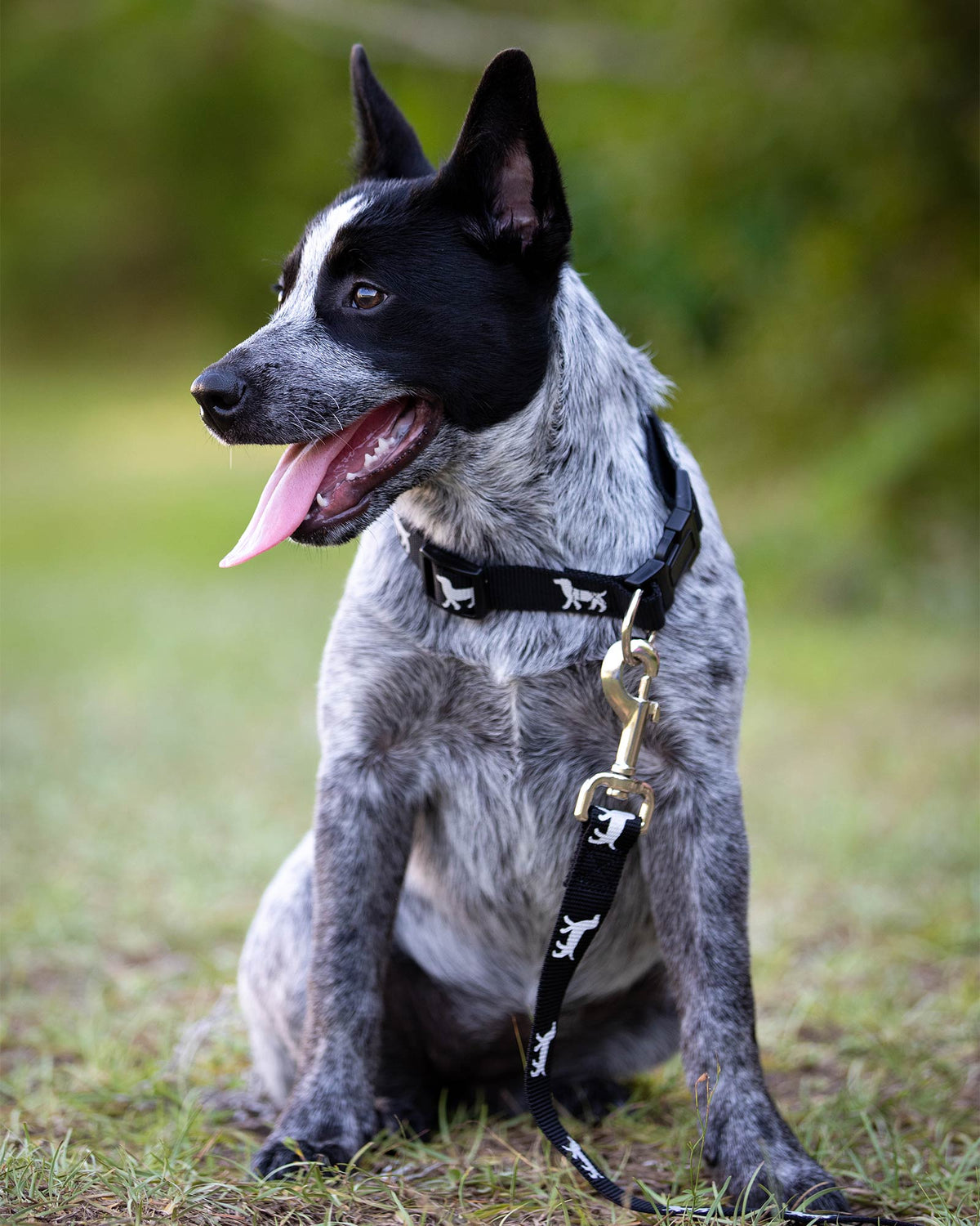 Jeffers Reflective Hound Series Adjustable Nylon Dog Collars